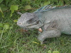 Iguana iguana