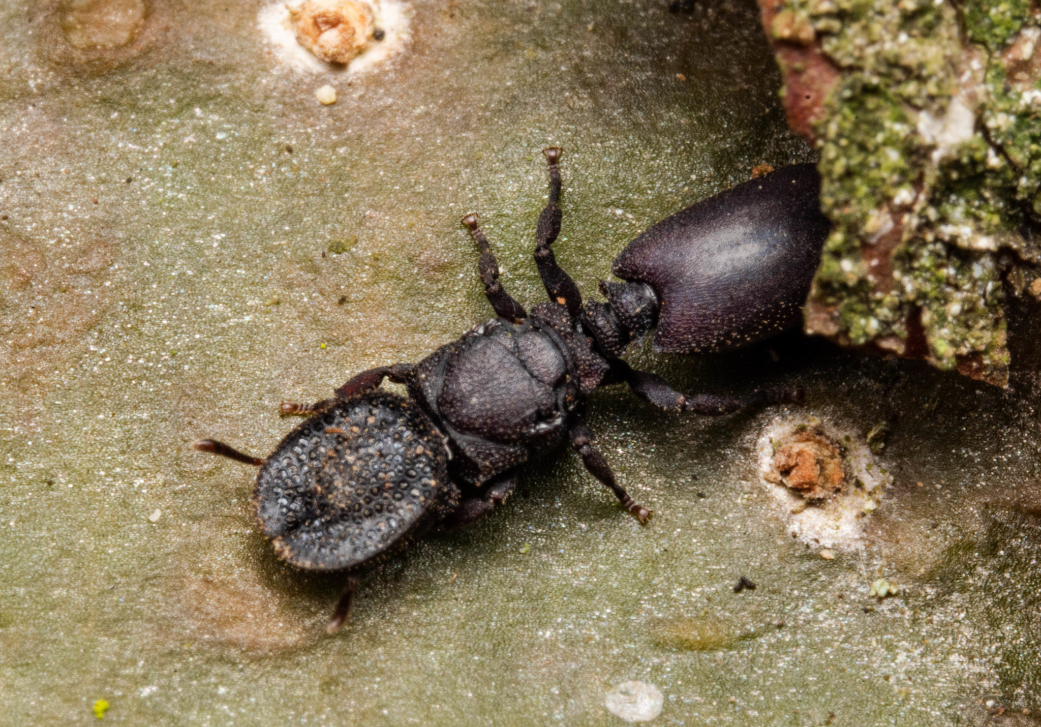 Cephalotes porrasi