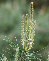 Pinus