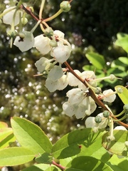 Zenobia pulverulenta