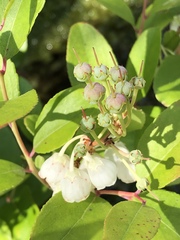 Zenobia pulverulenta