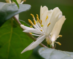 Lonicera maackii
