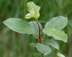 Frangula alnus