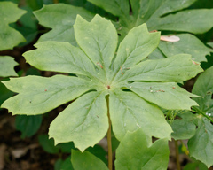 Podophyllum peltatum