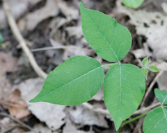Toxicodendron radicans
