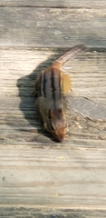 Tamias striatus