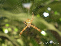 Argiope