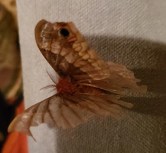 Callosamia angulifera