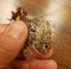 Callosamia angulifera