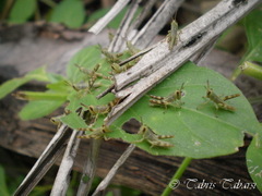 Orthoptera