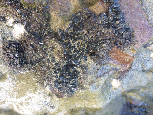 Xenostrobus neozelanicus