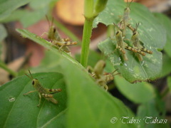 Orthoptera