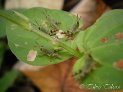 Orthoptera