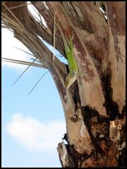 Anolis leachii