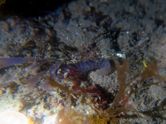 Aspasmogaster costata