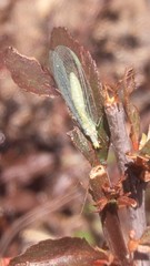 Chrysopa coloradensis