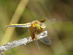Sympetrum semicinctum occidentale