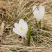 Spring Crocus - Photo (c) alessandro longhi, some rights reserved (CC BY-NC-ND), uploaded by alessandro longhi