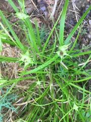 Carex intumescens