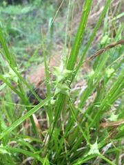 Carex intumescens