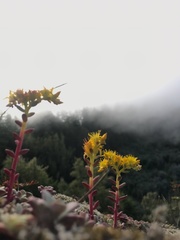 Sedum spathulifolium