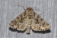 Pachetra sagittigera