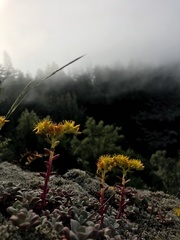 Sedum spathulifolium