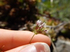 Trifolium oliganthum