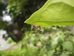 Schizomantodea