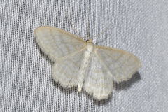 Idaea macilentaria