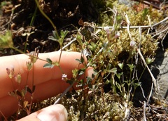 Trifolium oliganthum