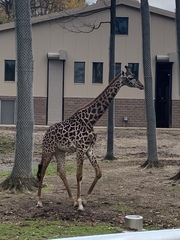 Giraffa