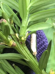 Pulvinaria floccifera