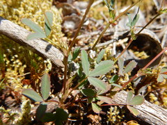 Trifolium oliganthum