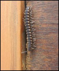 Chondromorpha xanthotricha