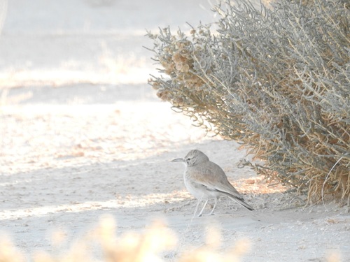 Greater Hoopoe-Lark
