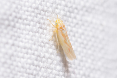 Zygina rosea