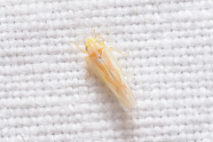 Zygina rosea