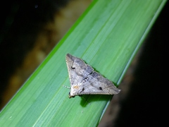 Chytolita morbidalis