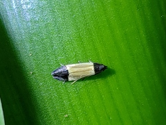Anacampsis coverdalella