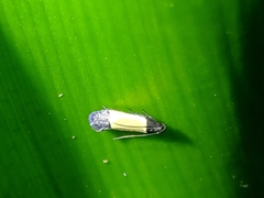 Anacampsis coverdalella