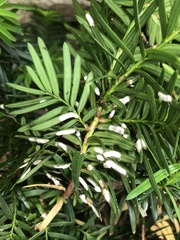 Pulvinaria floccifera