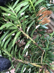 Pulvinaria floccifera