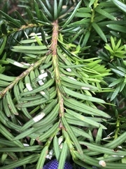 Pulvinaria floccifera