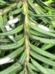 Pulvinaria floccifera