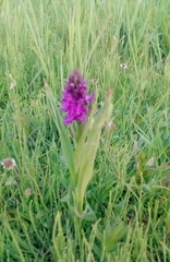 Dactylorhiza praetermissa