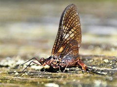 Litobrancha recurvata