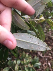 Metrosideros excelsa