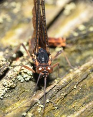 Litobrancha recurvata