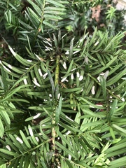 Pulvinaria floccifera